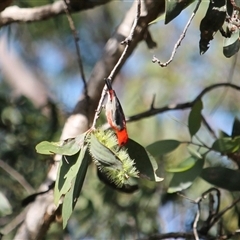 Myzomela sanguinolenta (Scarlet Honeyeater) at Mount Molloy, QLD - 4 Jun 2025 by mroseby
