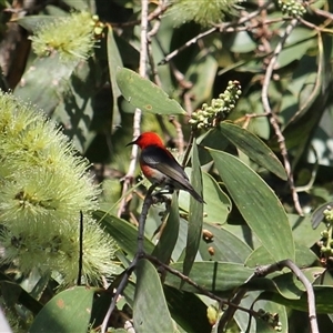 Myzomela sanguinolenta at Mount Molloy, QLD - 4 Jun 2025 03:33 PM