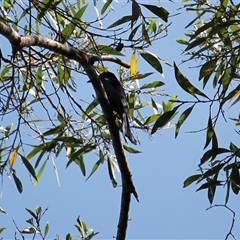Dicrurus bracteatus (Spangled Drongo) at Julatten, QLD - 4 Jun 2025 by mroseby