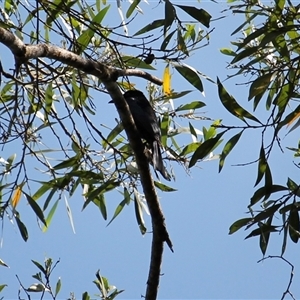 Dicrurus bracteatus (Spangled Drongo) at Julatten, QLD - 4 Jun 2025 by mroseby