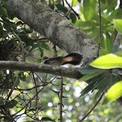 Rhipidura rufifrons (Rufous Fantail) at Julatten, QLD - 4 Jun 2025 by mroseby