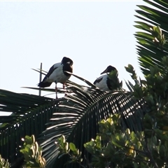 Anseranas semipalmata (Magpie Goose) at Port Douglas, QLD - 4 Jun 2025 by mroseby
