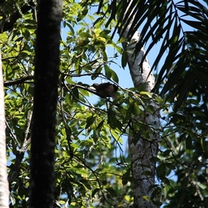 Macropygia phasianella (Brown Cuckoo-dove) at Cow Bay, QLD - 3 Jun 2025 by mroseby
