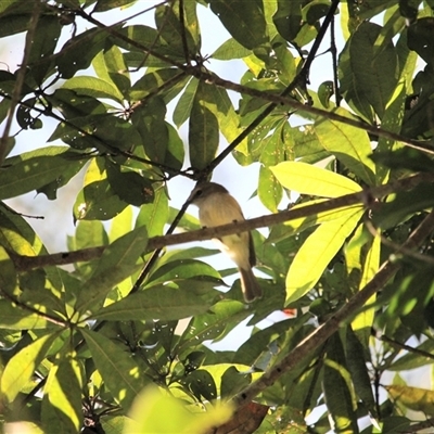 Pachycephala simplex (Grey Whistler) at Julatten, QLD - 4 Jun 2025 by mroseby