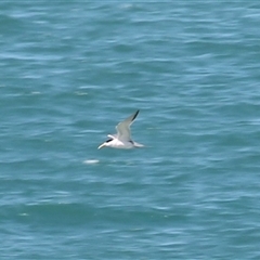 Thalasseus bergii (Crested Tern) at Port Douglas, QLD - 5 Jun 2025 by mroseby