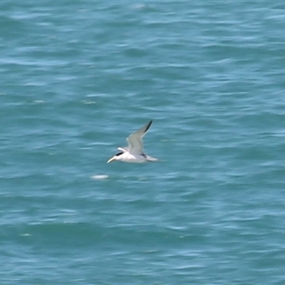 Thalasseus bergii (Crested Tern) at Port Douglas, QLD - 5 Jun 2025 by mroseby