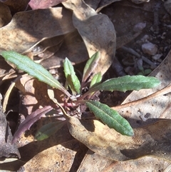 Senecio (genus) (A Fireweed) at Kambah, ACT - 10 Jun 2025 by jac