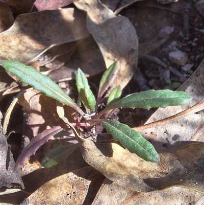 Senecio (genus) (A Fireweed) at Kambah, ACT - 10 Jun 2025 by jac