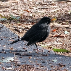 Turdus merula (Eurasian Blackbird) at West Wodonga, VIC - 16 Jun 2025 by KylieWaldon