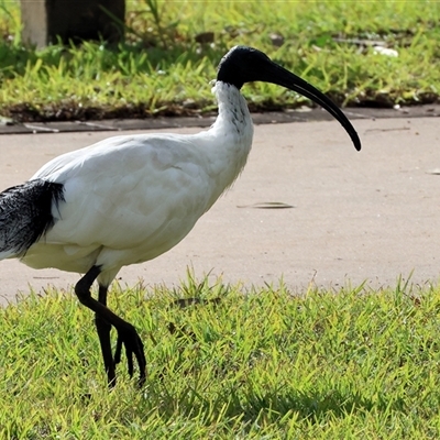 Threskiornis molucca (Australian White Ibis) at West Wodonga, VIC - 16 Jun 2025 by KylieWaldon