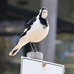 Grallina cyanoleuca (Magpie-lark) at West Wodonga, VIC - 16 Jun 2025 by KylieWaldon