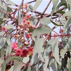 Eucalyptus leucoxylon (Yellow Gum) at West Wodonga, VIC - 16 Jun 2025 by KylieWaldon