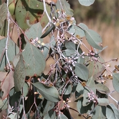 Eucalyptus blakelyi at West Wodonga, VIC - 16 Jun 2025 by KylieWaldon