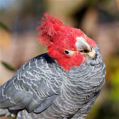 Callocephalon fimbriatum (Gang-gang Cockatoo) at Ainslie, ACT - 11 Jun 2025 by jb2602