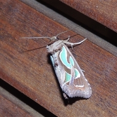 Cosmodes elegans (Green Blotched Moth) at Conder, ACT - 29 Nov 2024 by MichaelBedingfield