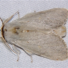 Pheraspis spodea (A Noctuoid moth (Notodontinae) at Weerriba, QLD - 18 Oct 2008 by PJH123