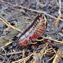 Platyzosteria similis (Red-legged litter runner) at Braidwood, NSW - 17 Jun 2025 by MatthewFrawley