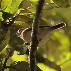 Gerygone magnirostris (Large-billed Gerygone) at Julatten, QLD - 3 Jun 2025 by mroseby