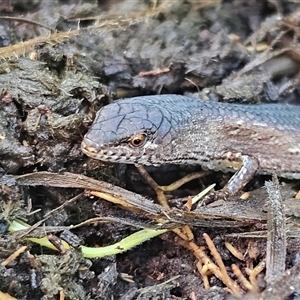 Saproscincus mustelinus (Weasel Skink) at Braidwood, NSW - 17 Jun 2025 by MatthewFrawley