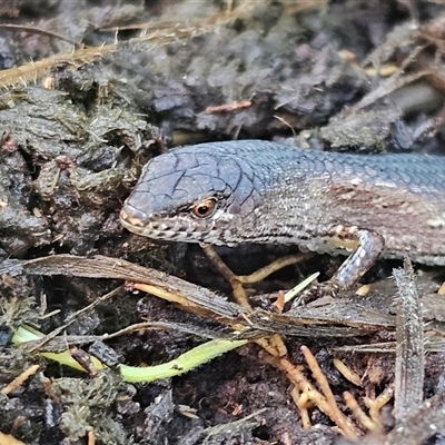 Saproscincus mustelinus (Weasel Skink) at Braidwood, NSW - 17 Jun 2025 by MatthewFrawley