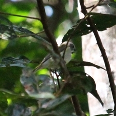 Unverified Small (Robin, Finch, Thornbill etc) at Julatten, QLD - 4 Jun 2025 by mroseby