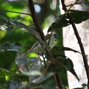 Unverified Small (Robin, Finch, Thornbill etc) at Julatten, QLD - 4 Jun 2025 by mroseby