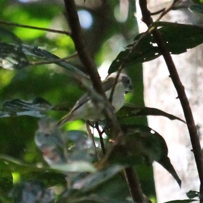 Unverified Small (Robin, Finch, Thornbill etc) at Julatten, QLD - 4 Jun 2025 by mroseby