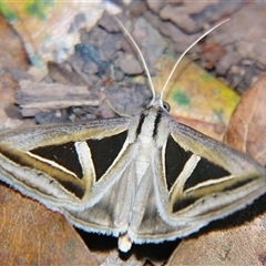 Trigonodes hyppasia (Triangle Owlet) at Weerriba, QLD - 18 Oct 2008 by PJH123