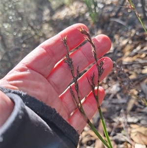 Lepidosperma laterale (Variable Sword Sedge) at Kambah, ACT - 10 Jun 2025 by jac