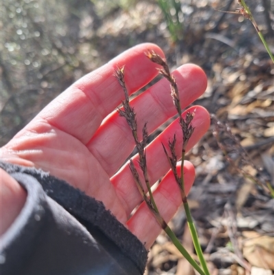 Lepidosperma laterale (Variable Sword Sedge) at Kambah, ACT - 10 Jun 2025 by jac