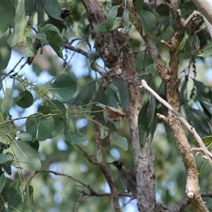 Bolemoreus frenatus (Bridled Honeyeater) at Julatten, QLD - 4 Jun 2025 by mroseby