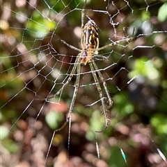 Unverified Orb-weaving spider (several families) at Mollymook, NSW - Today by Jennybach