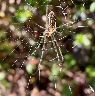 Unverified Orb-weaving spider (several families) at Mollymook, NSW - Today by Jennybach