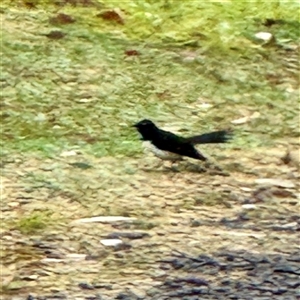 Rhipidura leucophrys at Euroa, VIC - 15 Jun 2025 12:45 PM