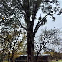 Eucalyptus (genus) at Euroa, VIC - 15 Jun 2025 by Hejor1