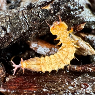 Platisus sp. (genus) at Euroa, VIC - 15 Jun 2025 by Hejor1