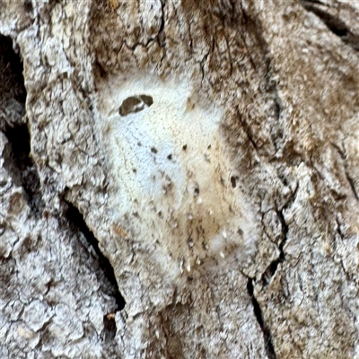 Araneae (order) at Euroa, VIC - 15 Jun 2025 by Hejor1