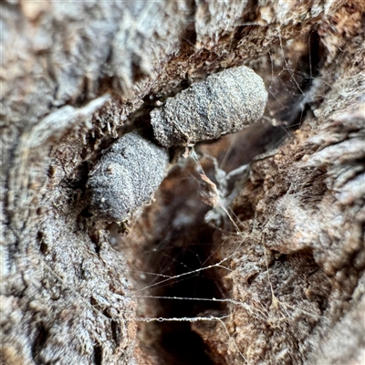 Cryptocephalinae (sub-family) at Euroa, VIC - 15 Jun 2025 by Hejor1