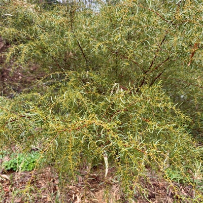 Acacia buxifolia subsp. buxifolia at Euroa, VIC - 15 Jun 2025 by Hejor1