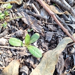 Hypochaeris radicata (Cat's Ear, Flatweed) at Kambah, ACT - 10 Jun 2025 by jac