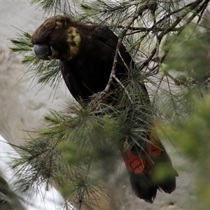 Calyptorhynchus lathami lathami (Glossy Black-Cockatoo) at Canyonleigh, NSW - 7 Sep 2016 by GITM3