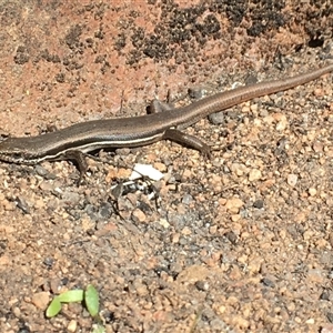 Morethia boulengeri (Boulenger's Skink) at Crowther, NSW - 17 Jun 2025 by Frecko