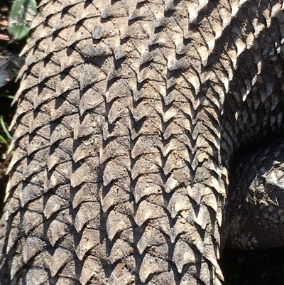 Egernia cunninghami (Cunningham's Skink) at Crowther, NSW - 17 Jun 2025 by Frecko