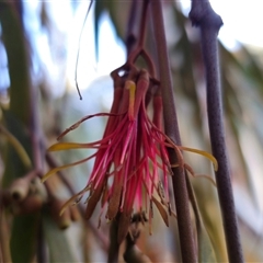 Amyema miquelii (Box Mistletoe) at Captains Flat, NSW - 17 Jun 2025 by Csteele4