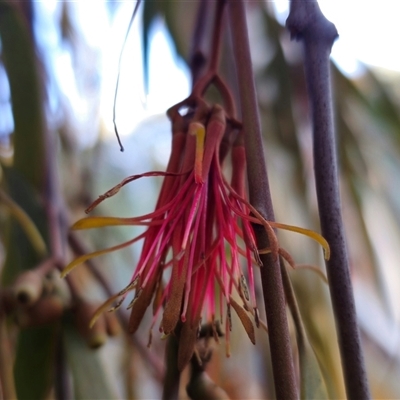 Amyema miquelii (Box Mistletoe) at Captains Flat, NSW - 17 Jun 2025 by Csteele4