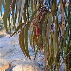 Amyema miquelii at Captains Flat, NSW - 17 Jun 2025 02:46 PM