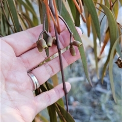 Amyema miquelii at Captains Flat, NSW - 17 Jun 2025 02:46 PM