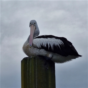Pelecanus conspicillatus at Undefined - Yesterday 12:32 PM