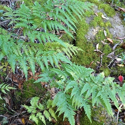 Pteris tremula (Tender Brake) at Tianjara, NSW - Yesterday by plants