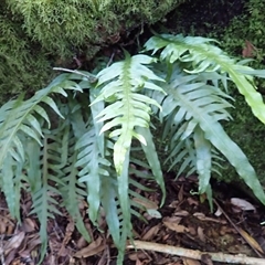 Microsorum scandens (Fragrant Fern) at Tianjara, NSW - Yesterday by plants